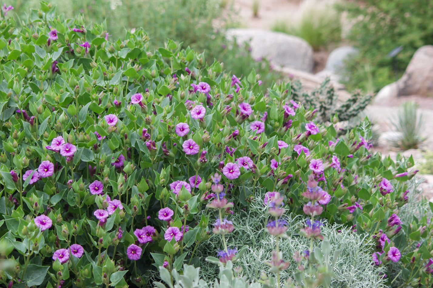 Colorado Four O'Clock